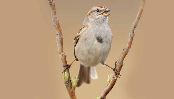 American Tree Swallow, Bird Photo, Wild Birds Unlimited, WBU