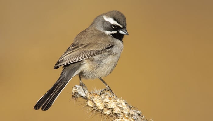 Black-throated Sparrow, Bird Photo, Wild Birds Unlimited, WBU