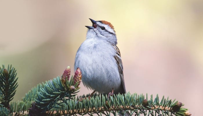 Chipping Sparrow, Bird Photo, Wild Birds Unlimited, WBU