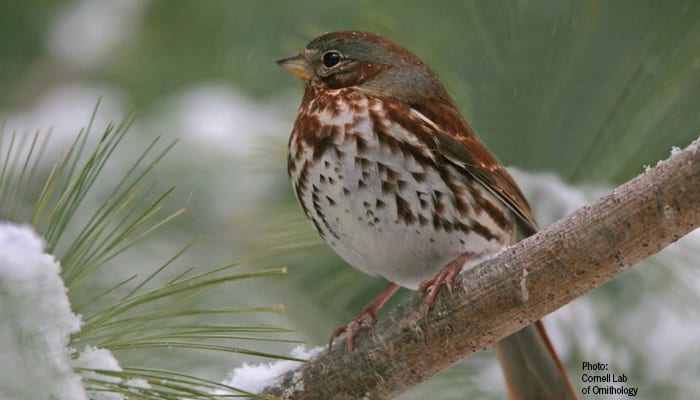 Fox Sparrow, Bird Photo, Wild Birds Unlimited, WBU