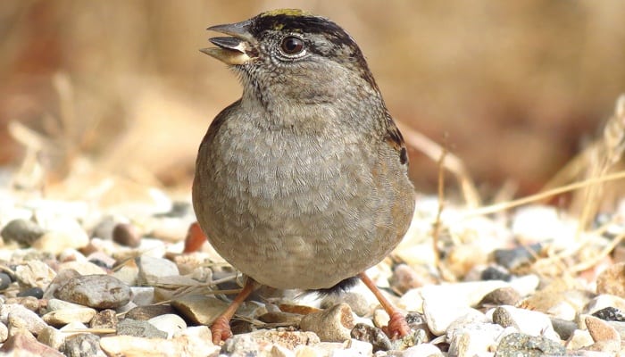 Golden-crowned Sparrow, Bird Photo, Wild Birds Unlimited, WBU