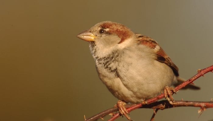 House Sparrow, Bird Photo, Wild Birds Unlimited, WBU