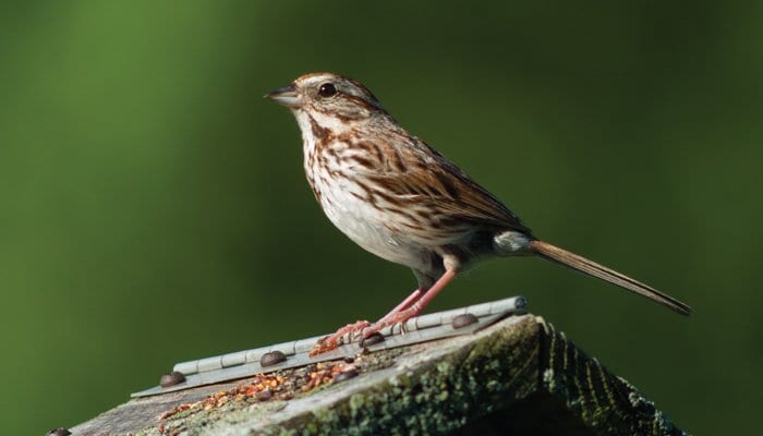 Song Sparrow, Bird Photo, Wild Birds Unlimited, WBU
