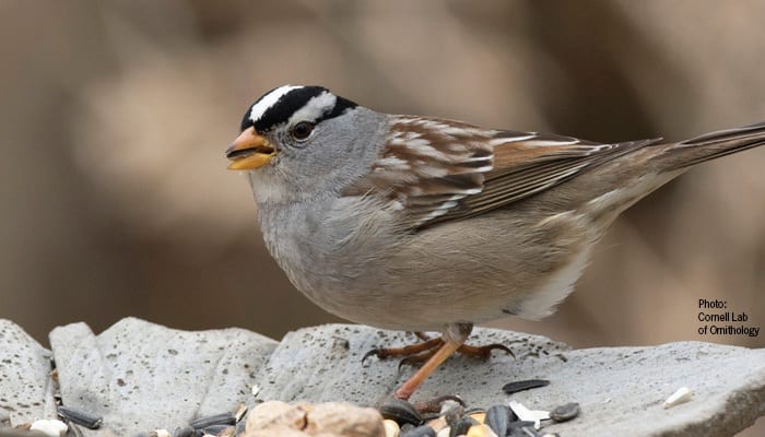 White-crowned Sparrow, Bird Photo, Wild Birds Unlimited, WBU