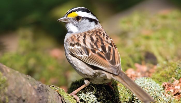 White-throated Sparrow, Bird Photo, Wild Birds Unlimited, WBU