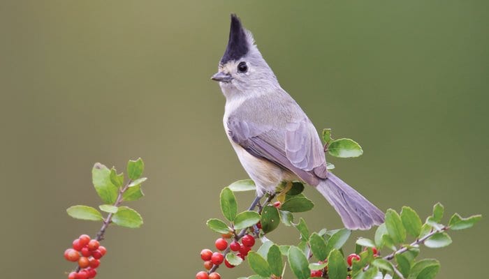 Black-crested Titmouse, Bird Photo, Wild Birds Unlimited, WBU