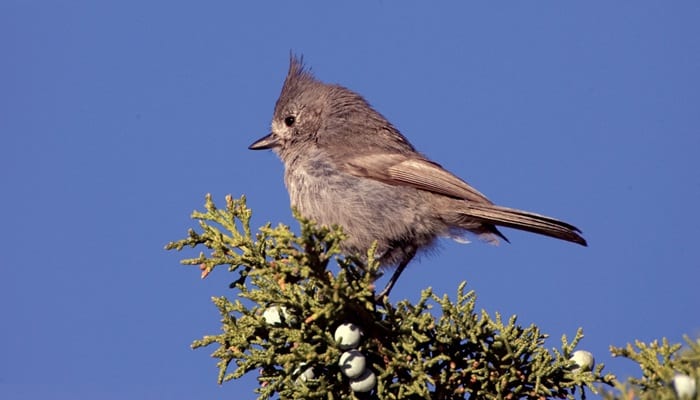 Juniper Titmouse, Bird Photo, Wild Birds Unlimited, WBU