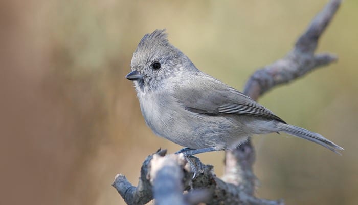 Oak Titmouse, Bird Photo, Wild Birds Unlimited, WBU