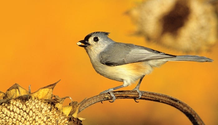 Tufted Titmouse, Bird Photo, Wild Birds Unlimited, WBU