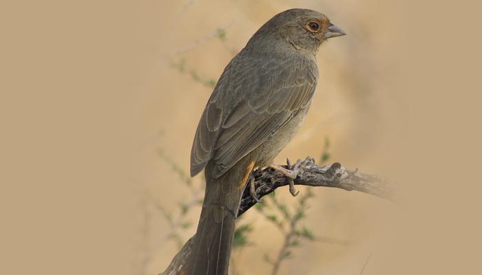 California Towhee, Bird Photo, Wild Birds Unlimited, WBU