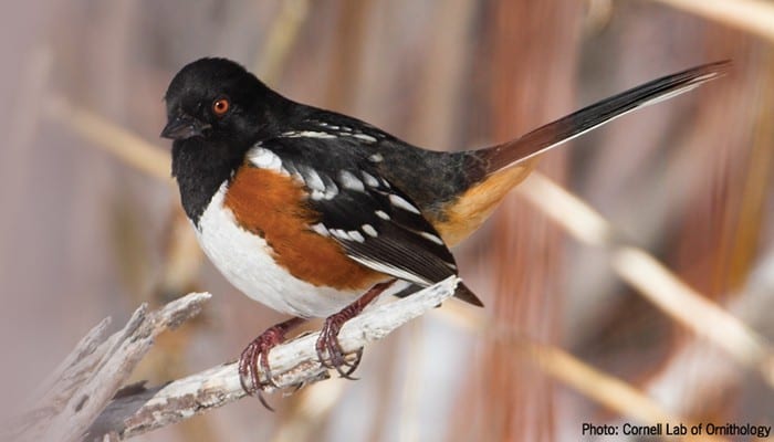 Spotted Towhee, Bird Photo, Wild Birds Unlimited, WBU