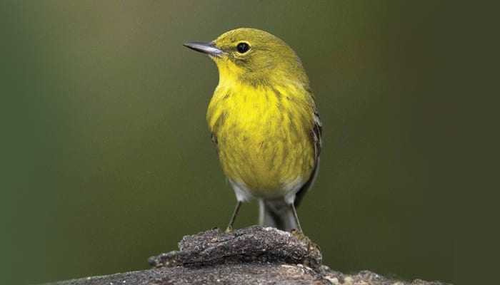 Pine Warbler, Bird Photo, Wild Birds Unlimited, WBU