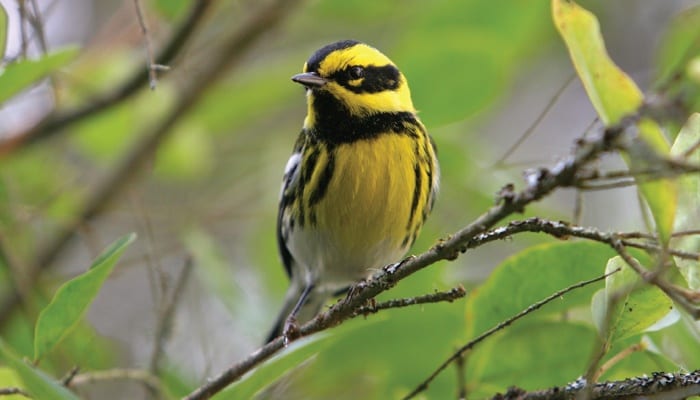 Townsend's Warbler, Bird Photo, Wild Birds Unlimited, WBU