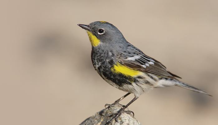 Yellow-rumped Warbler, Bird Photo, Wild Birds Unlimited, WBU