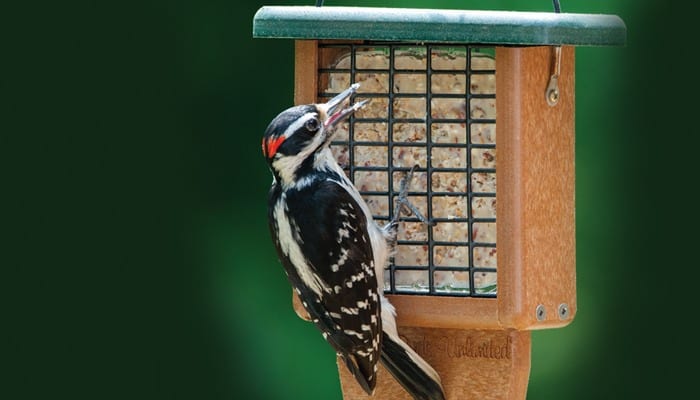 Hairy Woodpecker, Bird Photo, Wild Birds Unlimited, WBU