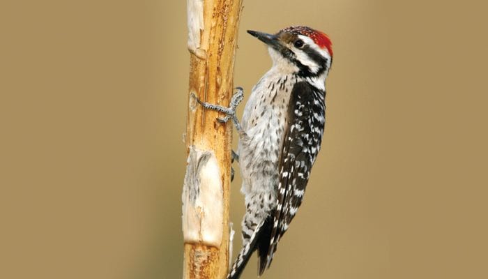 Ladder-backed Woodpecker, Bird Photo, Wild Birds Unlimited, WBU