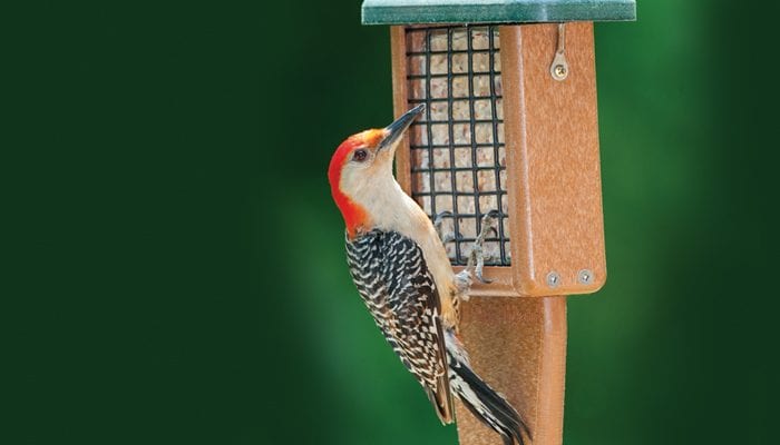 woodpecker food