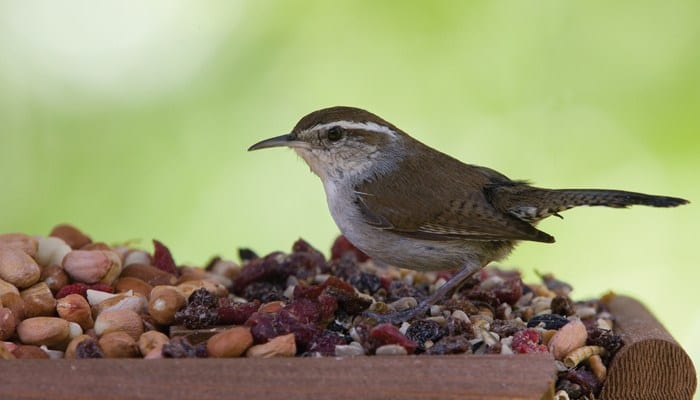 Bewick's Wren, Bird Photo, Wild Birds Unlimited, WBU