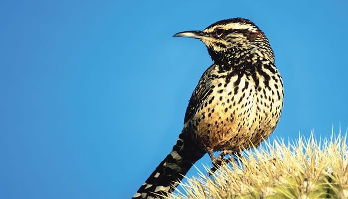 Cactus Wren, Bird Photo, Wild Birds Unlimited, WBU