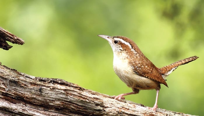 all about wrens