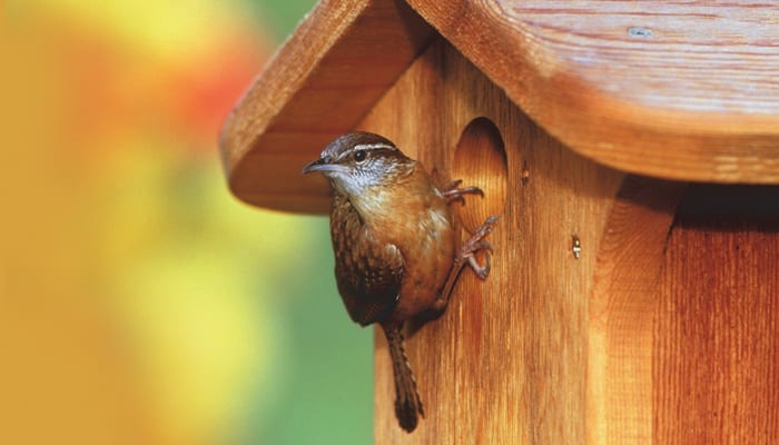 Carolina Wren, Bird Photo, Wild Birds Unlimited, WBU