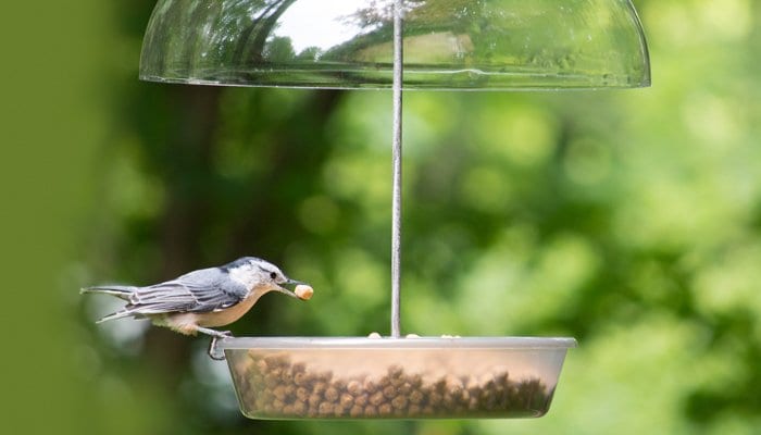 Ecoclean Wild Birds Unlimited Wild Birds Unlimited