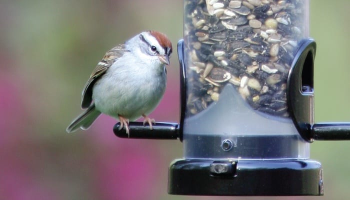 EcoClean Large Seed Tube, Bird Feeder, Wild Birds Unlimited, WBU