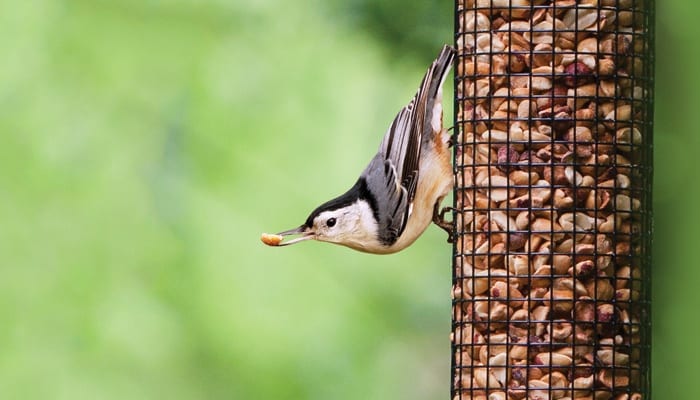 EcoClean Mesh Peanut Feeder, Bird Feeder, Wild Birds Unlimited, WBU