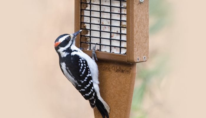 EcoTough Tail Prop Suet Feeder, Bird Feeder, Wild Birds Unlimited, WBU