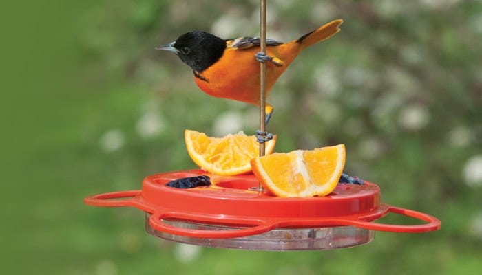 Oriole Feeder 12 oz, Bird Feeder, Wild Birds Unlimited, WBU