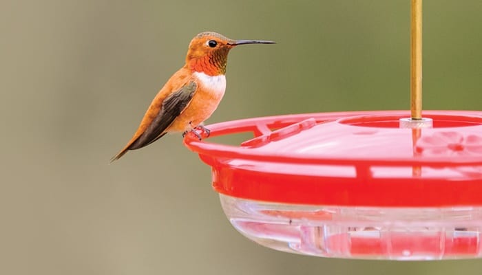 Small Rectangle Clear Window Bird Feeder - Wild Birds of Joy