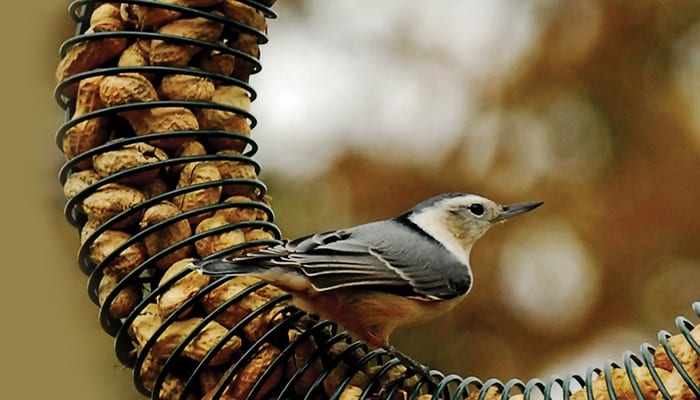 Peanut Wreath, Bird Feeder, Wild Birds Unlimited, WBU