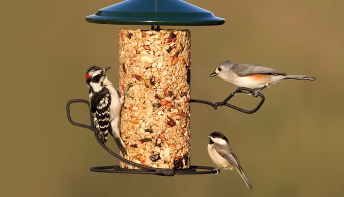 bird feeding supplies near me