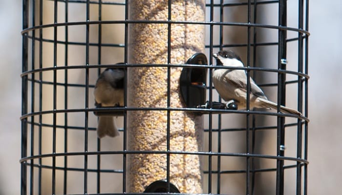 On Guard Cage, Squirrel-Proof Bird Feeder, Wild Birds Unlimited, WBU