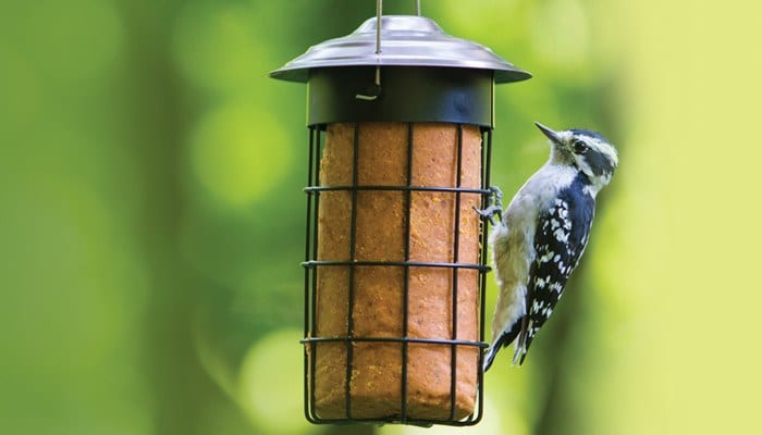 Suet Cylinder Bird Feeder, Wild Birds Unlimited, WBU