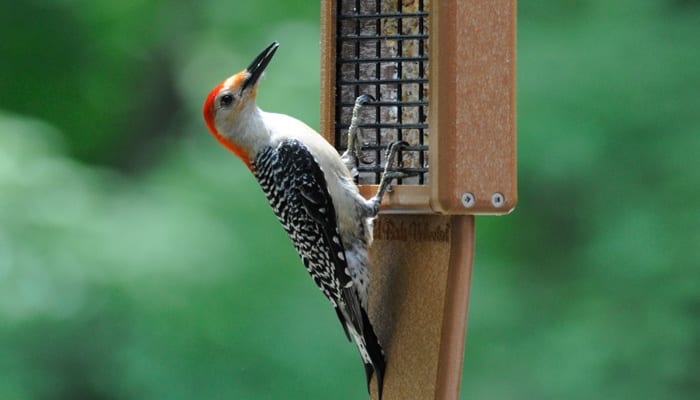 EcoTough Double Tail Prop Suet Bird Feeder, Wild Birds Unlimited, WBU
