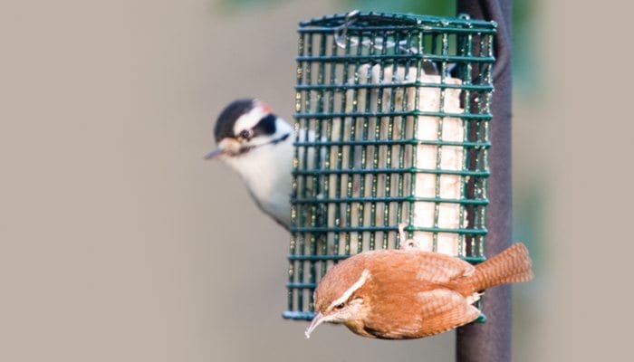 EZ Fill Suet Cage, Bird Feeder, Wild Birds Unlimited, WBU