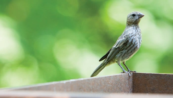 EcoTough Catch-A-Seed Tray, Bird Feeder, Wild Birds Unlimited, WBU