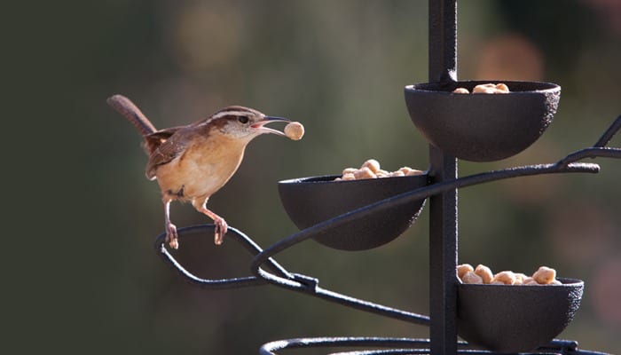 Spiral Treat Tray, Bird Feeder, Wild Birds Unlimited, WBU