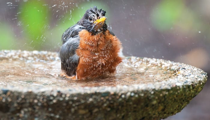 Bird Bath, Water, Wild Birds Unlimited, WBU