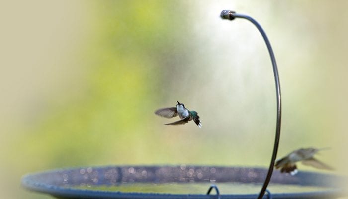 Drip-or-Mist, Bird Bath, Water, Wild Birds Unlimited, WBU