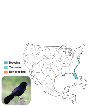 Boat-tailed Grackle Range Map, Wild Birds Unlimited, WBU