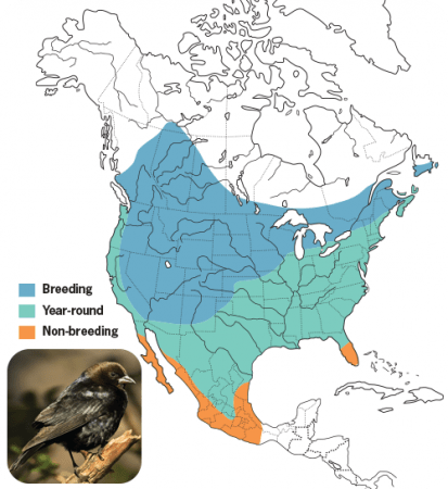 Brown-headed Cowbird Range Map, Wild Birds Unlimited, WBU