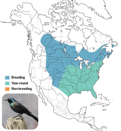 Common Grackle Range Map, Wild Birds Unlimited, WBU