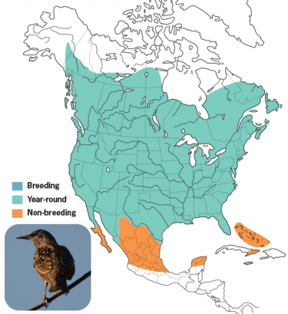 European Starling Range Map, Wild Birds Unlimited, WBU