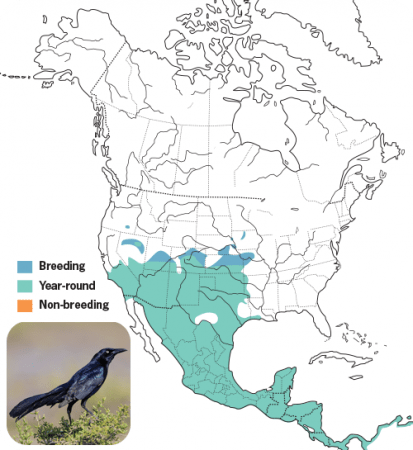 Great-tailed Grackle Range Map, Wild Birds Unlimited, WBU