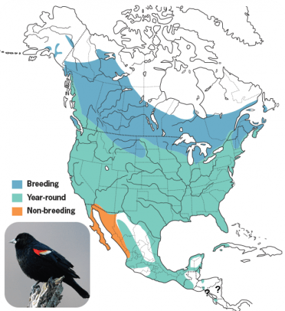 Red-winged Blackbird Range Map, Wild Birds Unlimited, WBU