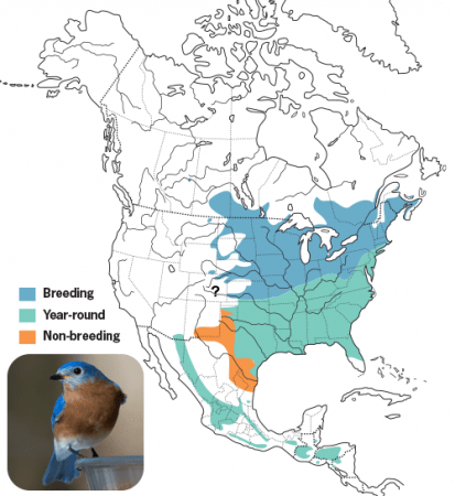 Eastern Bluebird Range Map, Wild Birds Unlimited, WBU