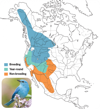 Mountain Bluebird Range Map, Wild Birds Unlimited, WBU