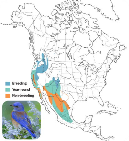 Western Bluebird Range Map, Wild Birds Unlimited, WBU